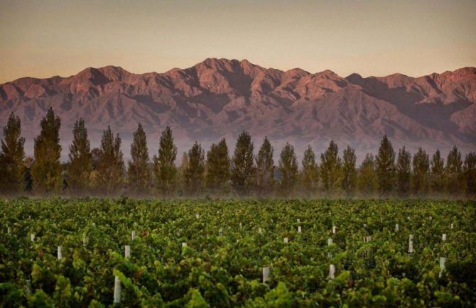 Visita a Bodegas en Lujn de Cuyo4 